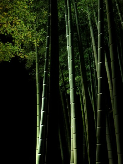 Bambou, herbe sacrée